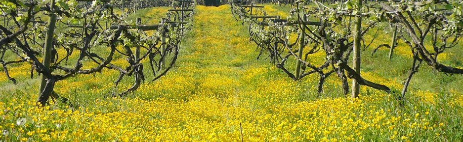 Carr-Taylor Vineyards in Sussex